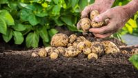 Harghita: Peste 400 de fermieri au cerut ajutorul de minimis pentru cartofi, pentru aproape 1.300 de hectare