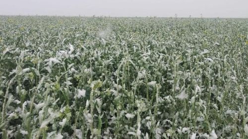 FOTO | Gerul a „compromis” livezile de caiși, cireși și piersici din Fălticeni / Fermierul Pavel Florea: „Am pus lemne pe foc de ne-au sărit capacele”/ Elena Gogu, director Direcția pentru Agricultură Suceava: „Din păcate, asiguratorii nu încheie polițe în zona noastră pentru grindină”