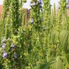 Cultura care rezistă la secetă și ajută albinele / Chia începe să câștige teren și în agricultura europeană / Ce trebuie să știe fermierii despre cultivarea acestei plante