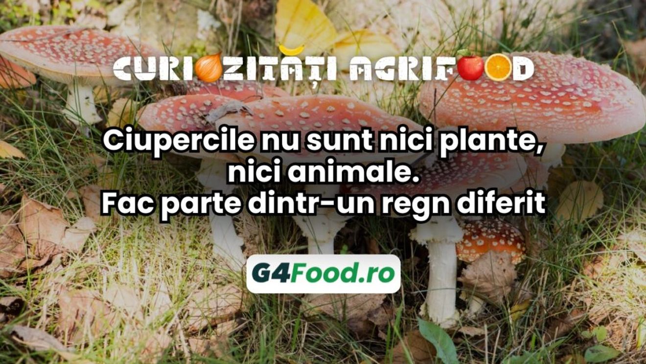 Curiozități agri-food 05 decembrie: ciupercile nu sunt nici plante, nici animale/Fac parte dintr-un regn diferit