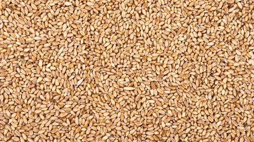 Egiptul a importat 6,3 milioane tone de grâu rusesc în sezonul 2024/25 / A fost o creştere de 70% în ritm anual,  susţin analiştii