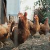 Ouăle free-range ar putea avea un impact mai mare asupra mediului decât cele de la găinile crescute în cuști. Ce a descoperit un nou studiu
