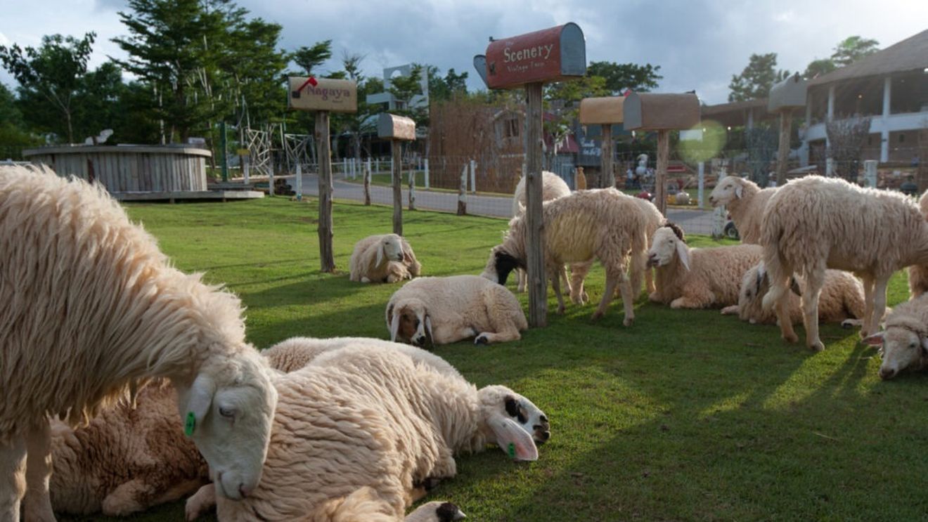 Efectele benefice ale pășunatului asupra solului, redescoperite în SUA. Experții arată că unul dintre efecte este chiar reducerea incendiilor/Pășunatul este folosit ca metodă de amenajare a terenurilor