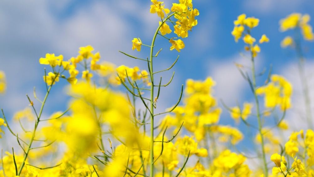 Larvele din silicvele de rapiță: Este eficient tratamentul chimic în această etapă? / Specialiștii spun că eficiența acestor intervenții este limitată