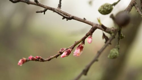 Buzău: Specialiştii Staţiunii Pomicole Istriţa recomandă fumegaţie şi sobiţe pentru încălzirea pomilor în timpul gerului