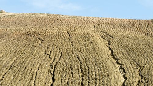 Schimbările climatice ar putea afecta calitatea grâului / Ce au descoperit cercetătorii despre unul dintre cele mai importante alimente de bază