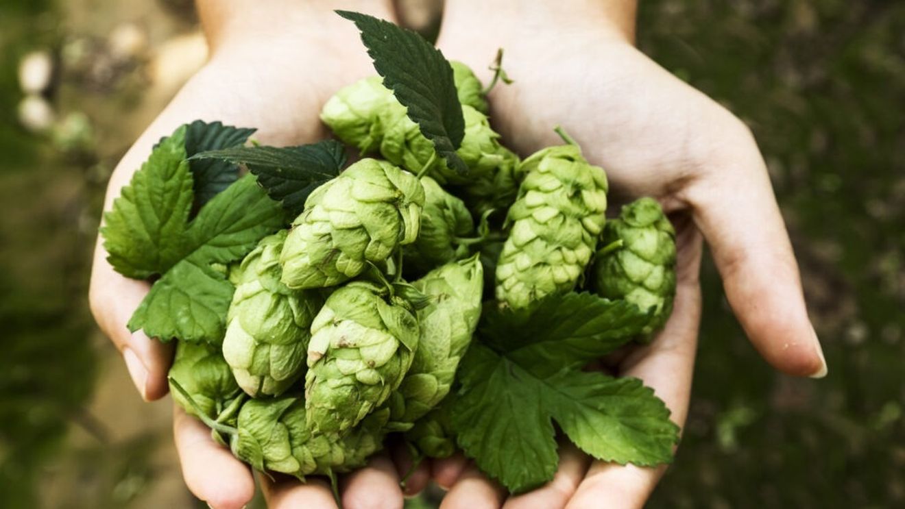 Supraofertă de hamei pe piața mondială/Producția de bere a scăzut în întreaga lume