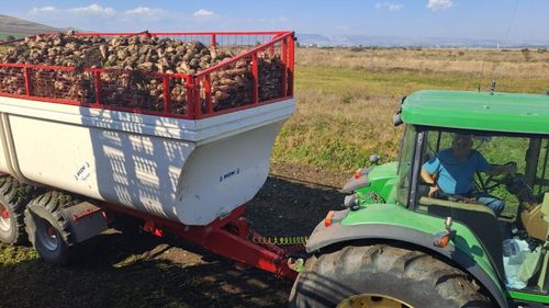 Fermierul Emil Turdean recoltează sfecla de zahăr: ”am obținut peste 85 de tone per hectar”; unde livrează producția?