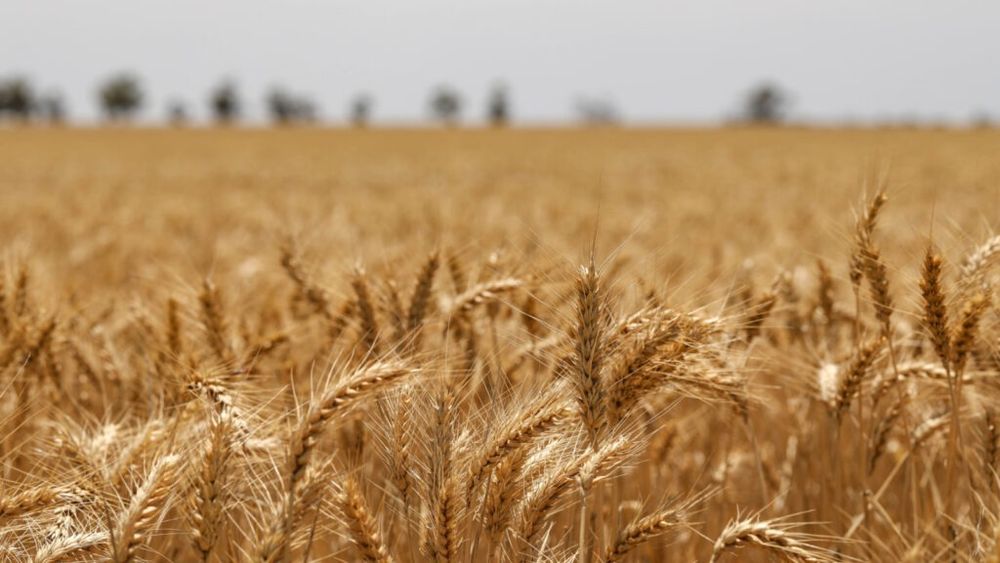 POLITICO: Taxele vamale pe îngrășămintele rusești ale UE vizează „mașinăria de război” a lui Putin, dar această măsură ar putea duce la creșterea costurilor de producție în sezonul următor, punând și mai multă presiune pe sectorul agricol