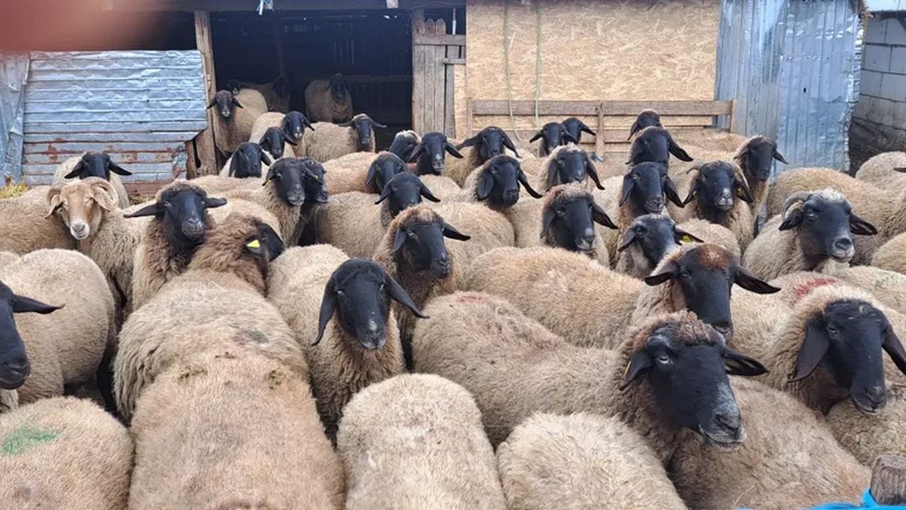 Cap Negru de Teleorman, Țigaia Ruginie, Rațca sau Valaha cu coarne în tirbușon / Un cercetător științific român pledează pentru valorificarea gastro-turistică a acestor rase de ovine locale