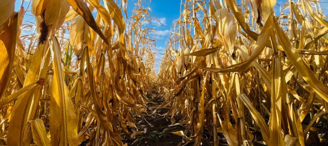 Agricultura europeană pierde teren în fața SUA și Braziliei. Producția vegetală din UE a crescut cu doar 0,1% pe an (RAPORT)