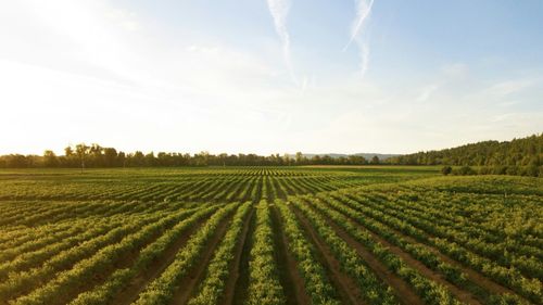Mii de tone de nămol din canalizarea Aradului ajung pe terenurile agricole / Este tratat și oferit gratuit fermierilor pentru fertilizarea solului