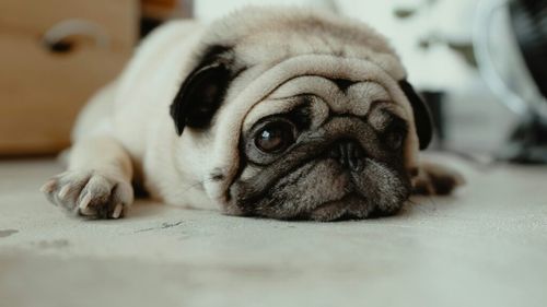 Când este considerat un câine obez? Ajută mâncarea specială în lupta cu greutatea?