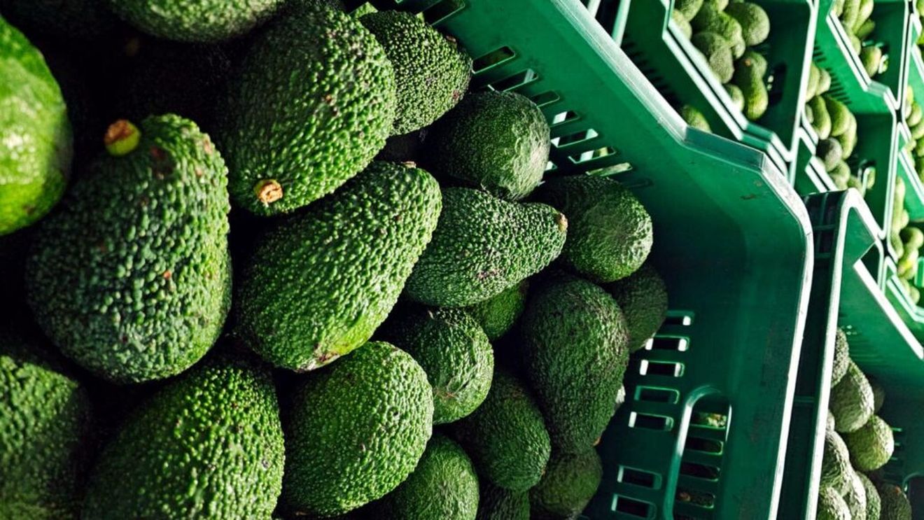 Sicilia este cel mai mare producător de avocado din Europa. Schimbările climatice mai mult strică decât ajută culturile de fructe tropicale
