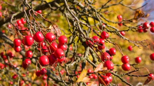 Direcţia Silvică Vaslui este cel mai mare furnizor de măceşe şi plante medicinale de pe piaţa românească / Asigură peste 70% din cantitatea valorificată la nivelul Romsilva