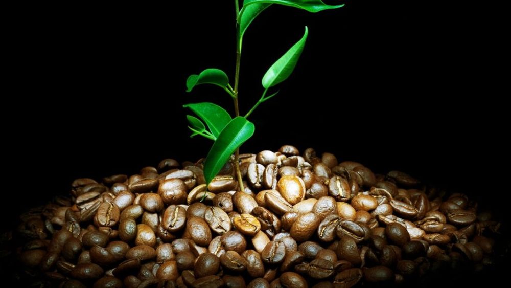 Zece lucruri uimitoare despre cafea, băutura care a schimbat lumea / De la crime și jafuri pe plantațiile de cafea, până la ceremonii și tradiții, toate legate de cea  mai consumată băutură din lume