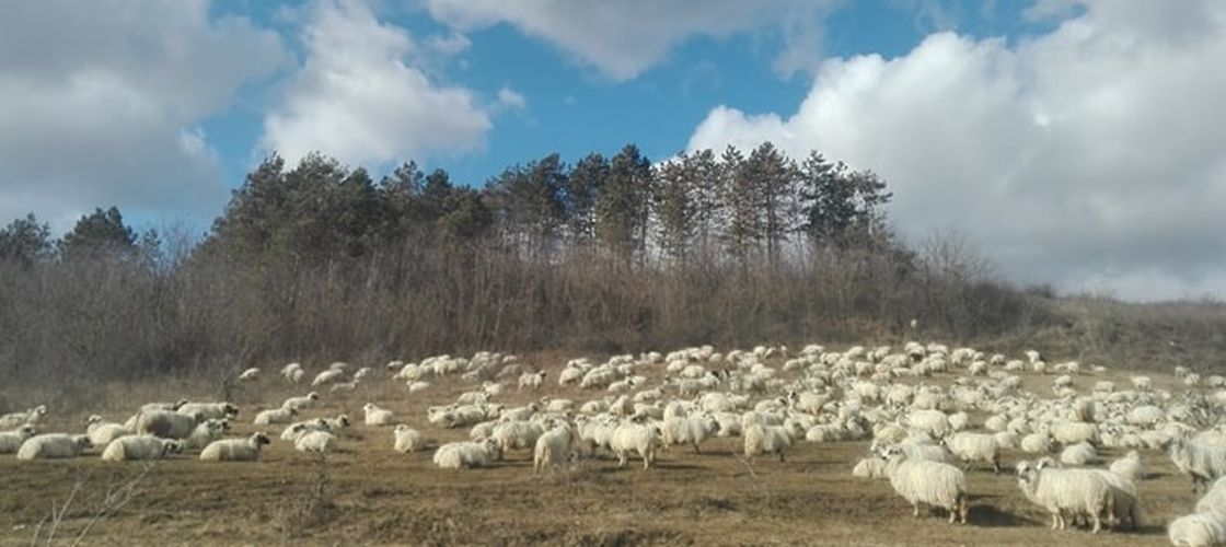 Crescătorii de ovine și caprine cer demisia conducerii ANSVSA și amenință cu proteste/ Termenul limită dat de Federația Națională ROMOVIS este de 19 iunie