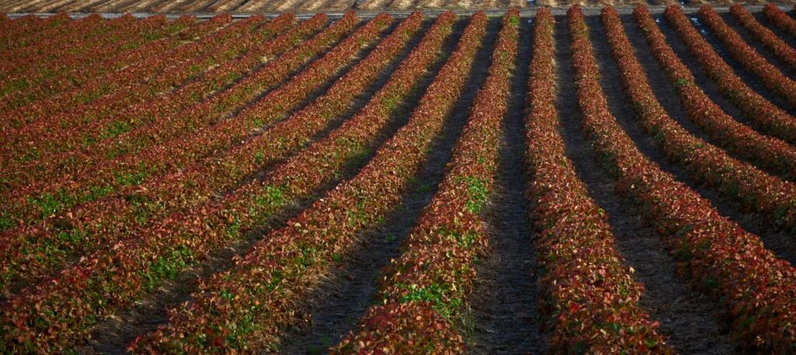 ANALIZĂ | Cooperativele agricole și drumul dificil spre raft: ce blochează accesul în marile lanțuri de retail