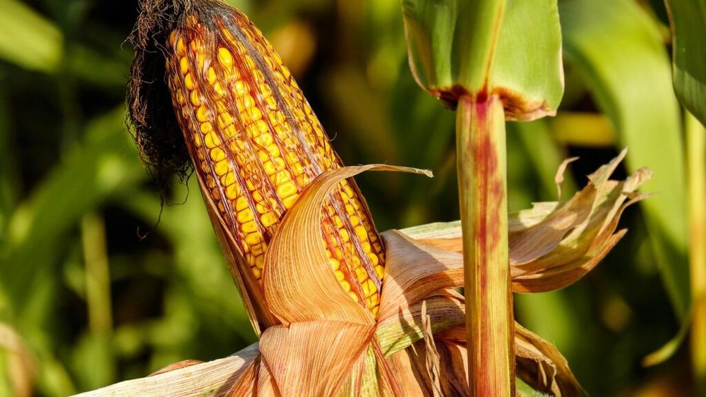 De ce presiunea pentru aprobarea organismelor modificate genetic/ Lucian Dragomir (legumicultor): „Unii  fermieri care întrevăd pe termen scurt câștiguri financiare importante pun presiune pentru aprobarea cultivării organismelor modificate genetic”