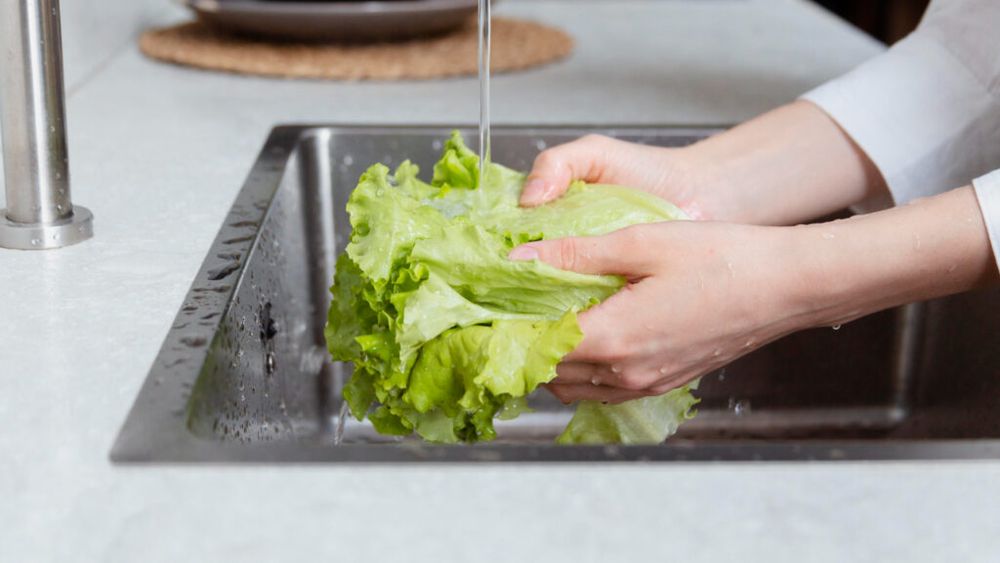 De ce se ofilește salata verde atât de repede / Un studiu explică slăbiciunea ascunsă a frunzei și a descoperit „punctele vulnerabile” ale frunzelor