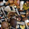 Cât se câștigă din cultivarea ciupercilor. Doi tineri au o afacere cu ciuperci pe care le cresc cu zaț de cafea și în containere reciclate