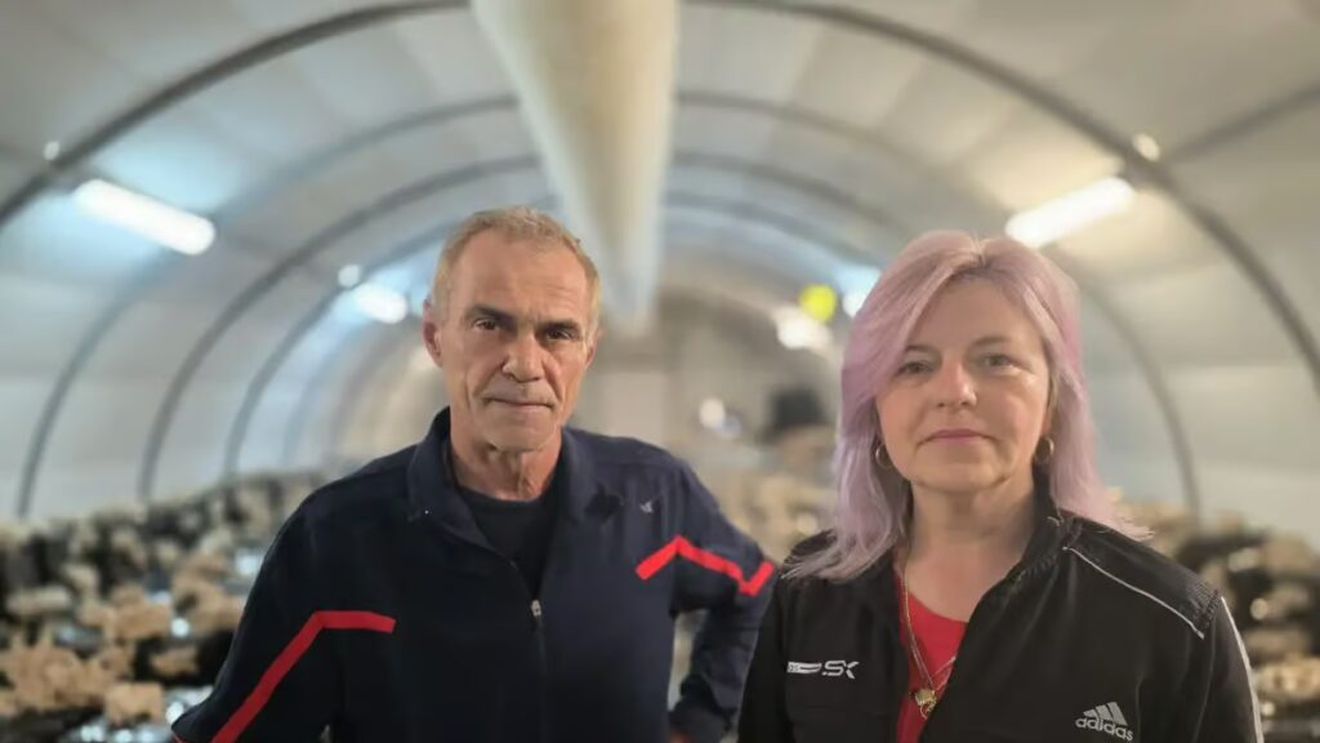 Afacerea pe care a pariat o familie din Alba, după 20 de ani petrecuți în Italia: Cultivă ciuperci Pleurotus / Producția se ridică la aproape 50 de tone anual / Marin Jurj: „Este mai puțin de lucru decât la celelalte ciuperci, ca la Champignon, de exemplu”