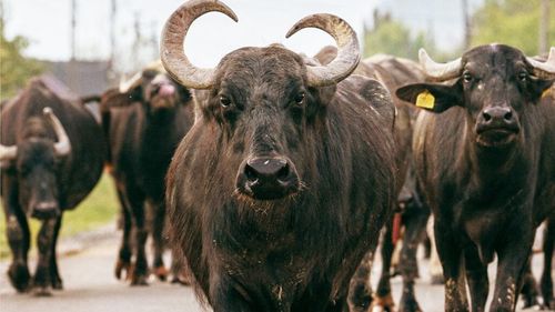 Primul festival european al bivolului are loc în Maramureș. În trecut, animalul era emblematic pentru această zonă