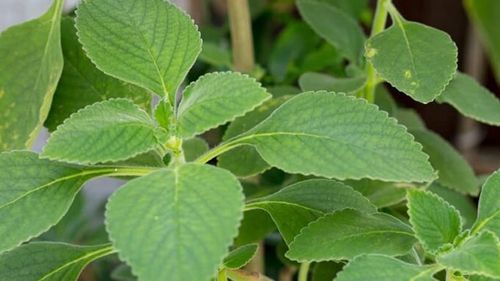 Ce ceaiuri ar trebui să bei înainte de culcare pentru a-ți curăța ficatul gras. Boldo este numită și „planta ficatului”