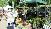 Zilele Horticulturii Bucureștene la USAMVB, sub semnul bujorului