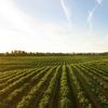 Mii de tone de nămol din canalizarea Aradului ajung pe terenurile agricole / Este tratat și oferit gratuit fermierilor pentru fertilizarea solului