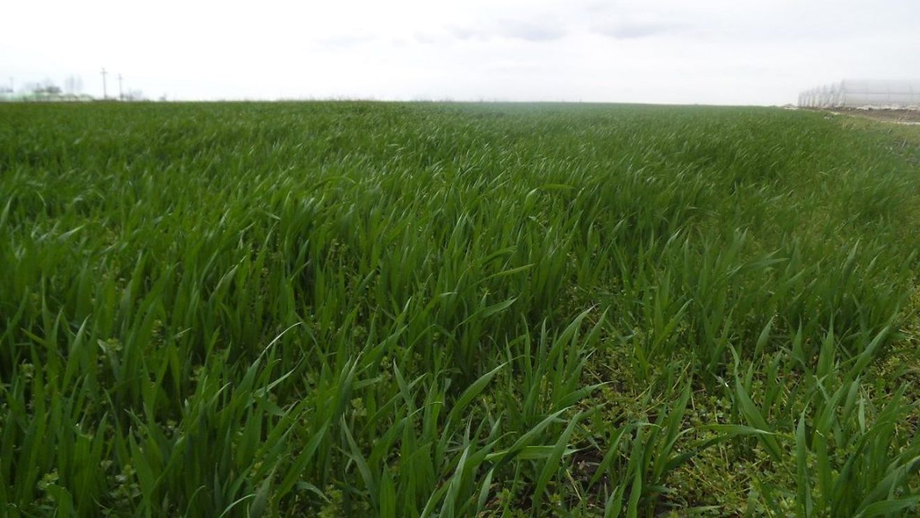 Cele mai mari 120 de exploatații agricole din România încasează subvenții  aproape cât 491.250 de mici exploatații