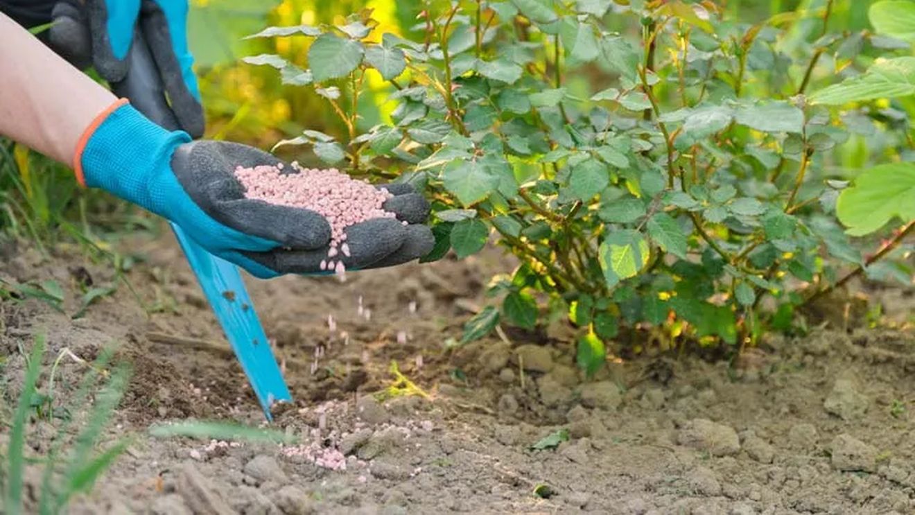 Ce este îngrășământul de zahăr și cât de eficient este în agricultură? Avantaje și dezavantaje