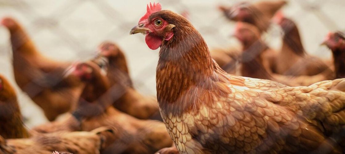 70% dintre români vor ca găinile ouătoare din UE să fie lăsate libere!/ De ce milioane de găini continue să sufere, din cauza sistemului de creștere în cuști!