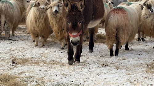 VIDEO | Laptele de măgăriță, unul dintre cele mai rare și prețioase produse de pe piața lactatelor, este produs la o fermă din Maramureș / Fermier: „Am început să cresc măgărițe pentru a avea printre oi. Acum am 45 de măgărițe și tot la 3-4 luni fată câte 2-3 măgărițe”