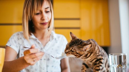 Delicatesele de Paște – gustoase pentru noi, nesigure pentru animalele de companie/ Atenție la ciocolată și prăjituri