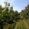 Cele 8 tehnici prin care poți dubla recolta de fructe din grădină/ Cum să ai roade bogate în livadă