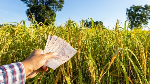 Cât câștigă românii care lucrează sezonier în agricultură, în Spania / Salariul minim a crescut în 2025 