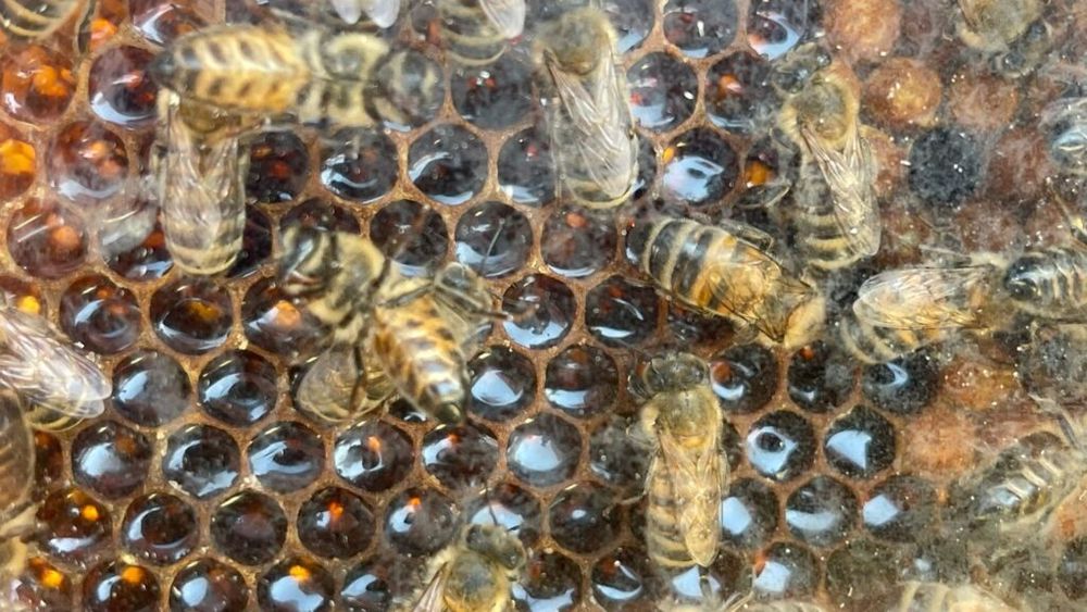 Primăvară devastatoare pentru apicultori / Pierderi de până la 40% din cauza iernii atipice și înghețului târziu