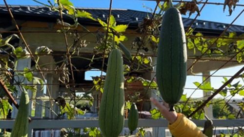 Lufa, leguma exotică din Uzbekistan care prinde rădăcini în Suceava / Este comestibilă, exfoliantă și foarte versatilă / Poate fi consumata ca atare sau transformată în burete ori chiar săpun