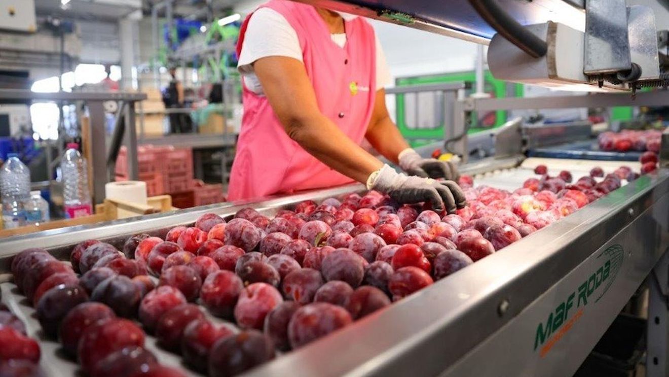Începe sezonul de prune în Franța/Piața reacționează bine, produsele sunt satisfăcătoare, spun producătorii