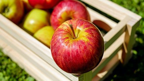 Italienii exportă mere în India, în containere cu atmosferă controlată/Perturbările traficului prin Marea Roșie au contribuit la această decizie