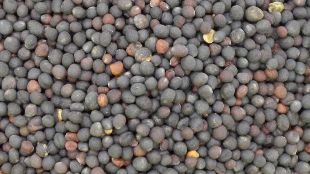 Semințe de rapiță din România, depistate în Germania cu reziduuri de pesticide de aproape zece ori mai mari decât limita maximă admisă