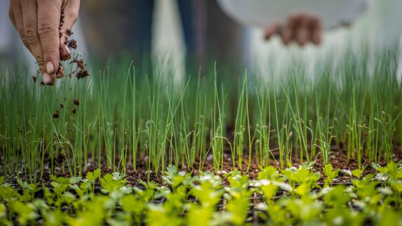 BREAKING | Comisia Europeană a deschis o procedură de infringement împotriva României pentru că a acordat în mod repetat autorizații de urgență pentru utilizarea unor produse care conțin neonicotinoide