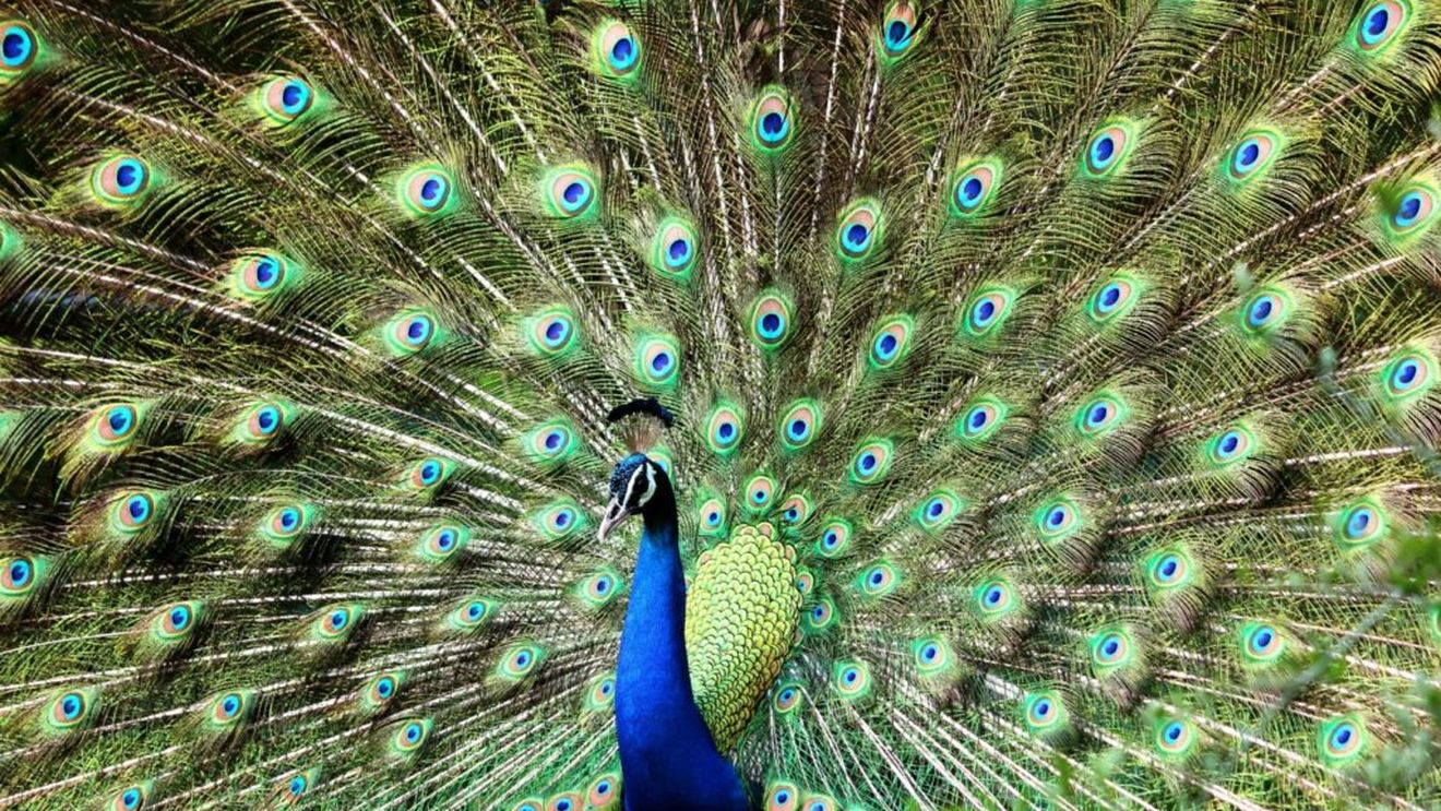 Youtuber arestat în India pentru că a facut curry dintr-un păun, protejat de lege. Cinci minute de celebritate și o investigație cu accente comice