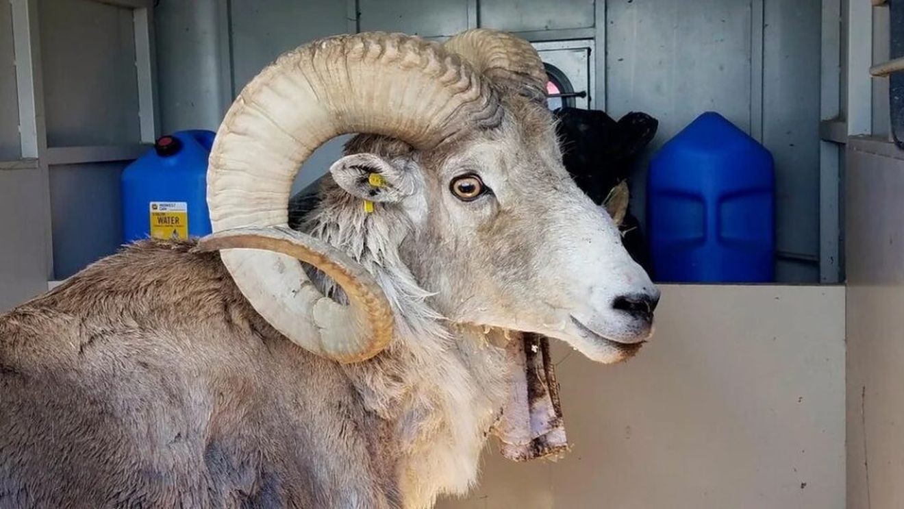 Probleme în SUA, legate de clonarea animalelor/Un bărbat a fost condamnat pentru trafic de oi clonate, dintr-o specie vulnerabilă