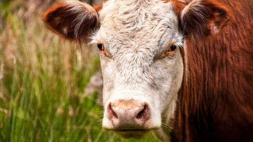 Carnea de vită din România, vândută cu o valoare financiară anuală fără precedent: peste 150.000.000 de euro / Israel, cel mai bun client