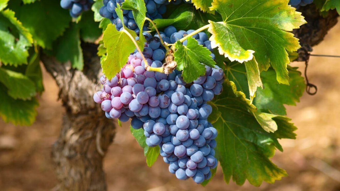 Viticultorii din Timiş au început culesul strugurilor mai devreme. Boabe mai mici, din cauza caniculei prelungite / Cum va fi vinul obținut din acestea?