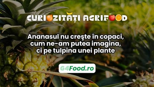 Curiozitate agri-food: Ananasul nu creşte în copaci, cum ne-am putea imagina, ci pe tulpina unei plante