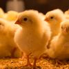 Danemarca vrea să interzică „puii turbo” / Ce a declanșat demersul autorităților și ce se pregătește la nivel european