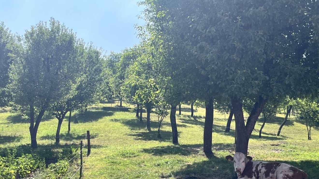 FOTO - VIDEO / „Portret gastronomic local” ajunge în județul Hunedoara. În satul Trestia, Luminița și Nicolae Ciuculescu au transformat o casă de vacanță într-un colț de lume unde fiecare farfurie devine o poveste cu gust local - Ca la mama acasă. „Nu este o afacere, ci un mod de a trăi”